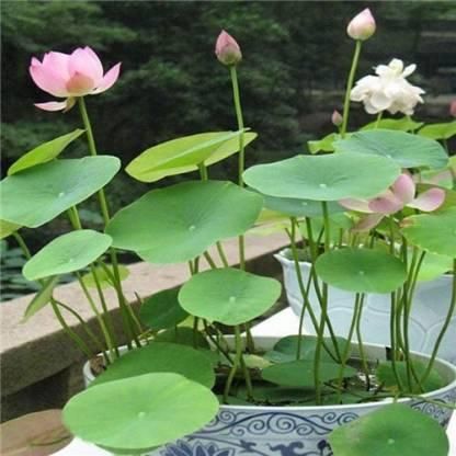 Premium Japanese Bonsai Lotus Seeds - High Fragrance (Pack of 40 seeds)