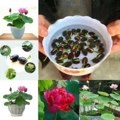 Premium Japanese Bonsai Lotus Seeds - High Fragrance (Pack of 40 seeds)